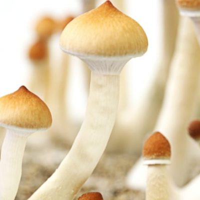 magic shrooms